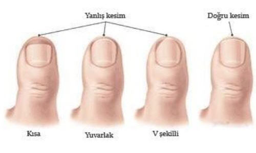 doğru tırnak kesimi
